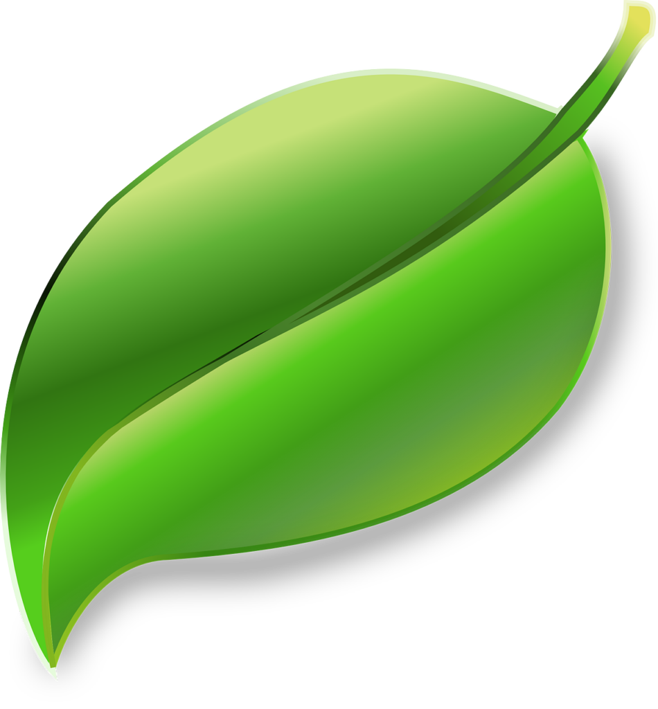 leaf, plant, ecology-149428.jpg