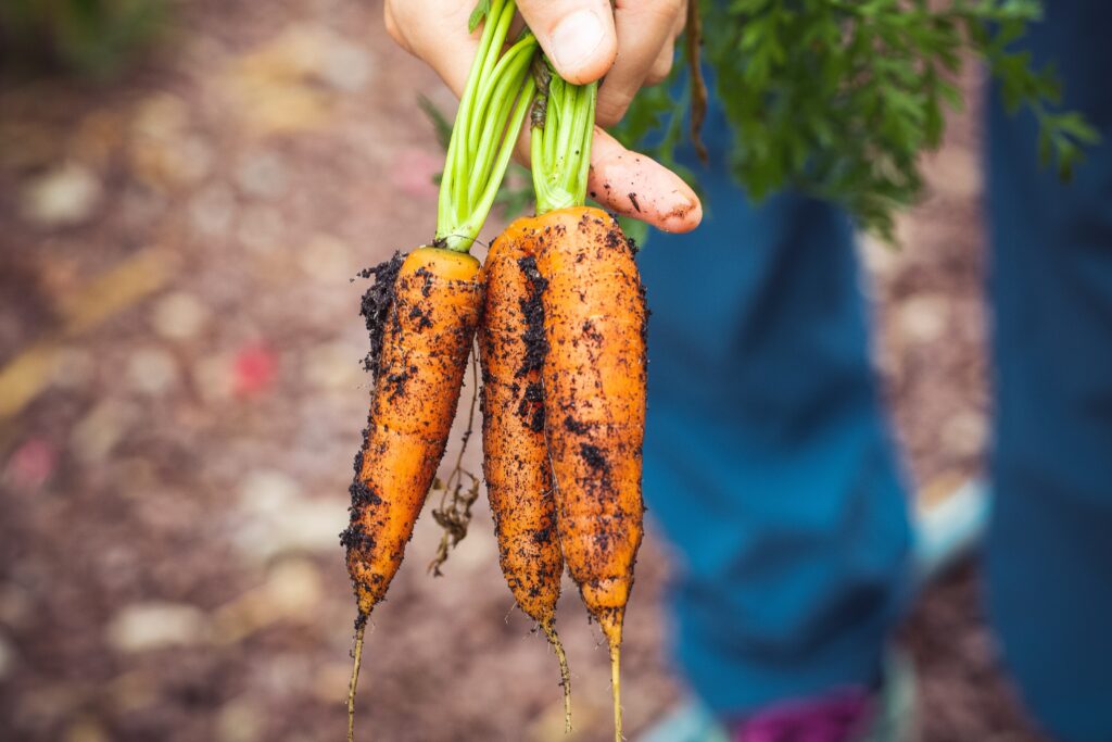 carottes